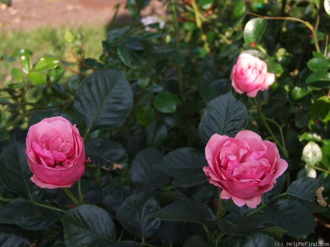 'Egeskov ®' rose photo