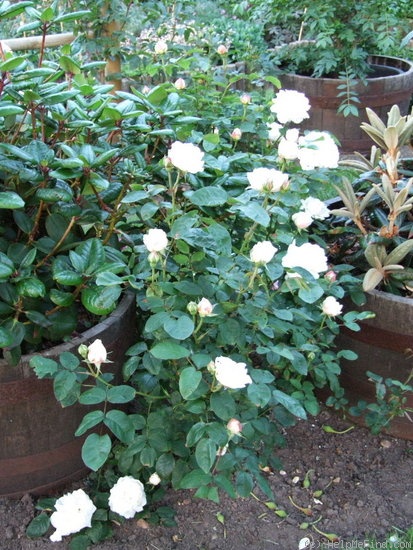 'Winchester Cathedral ®' rose, click to enlarge 'Winchester Cathedral ®' rose photo