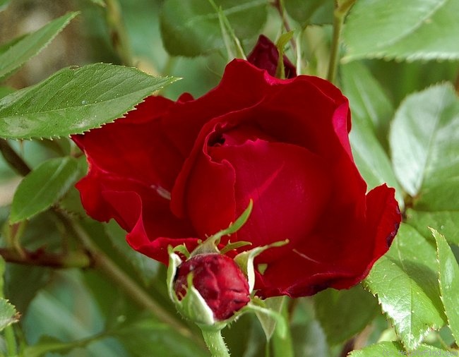 'Happy Wanderer ®' rose, click to enlarge 'Happy Wanderer ®' rose photo