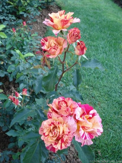 'Edgar Degas ®' rose photo