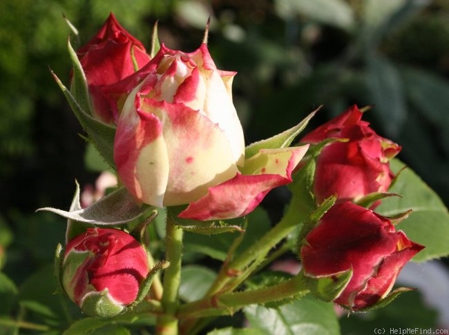 'Eliane Gillet ®' rose photo