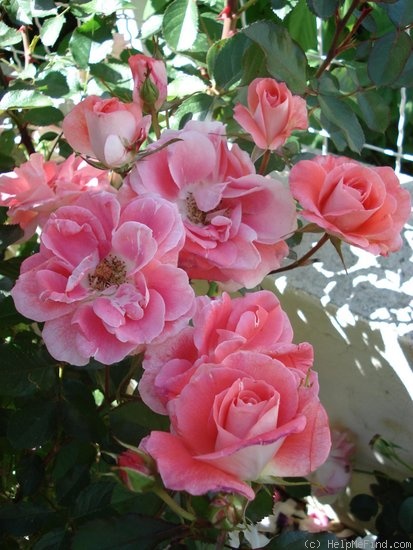 'Allée Abricot ®' rose photo