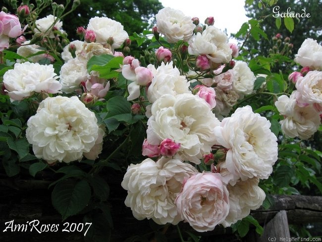 'Galande' rose photo