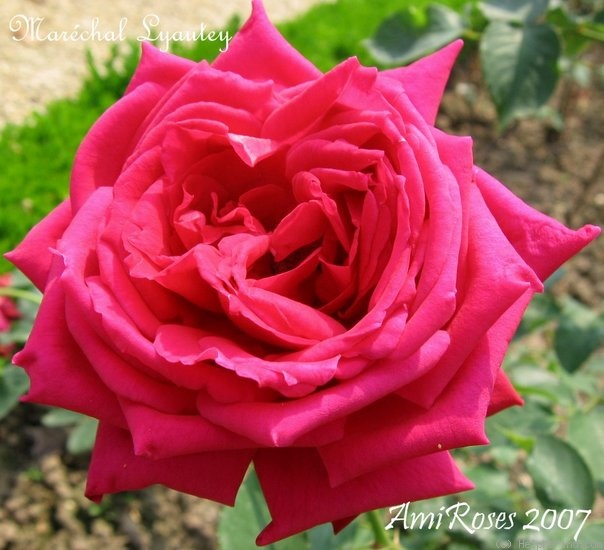 'Maréchal Lyautey' rose photo