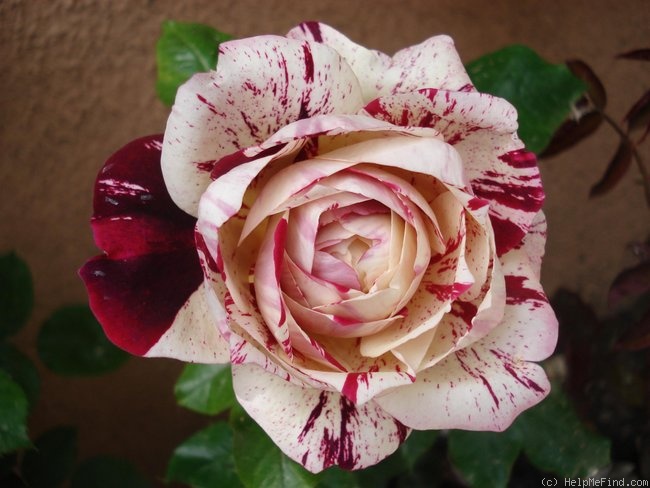 'Julio Iglesias ® (floribunda, Meilland, 2004)' rose photo