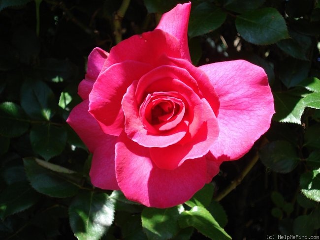 'David Whitfield' rose photo