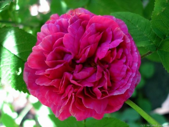 'Manteau d'évêque (Gallica)' rose photo