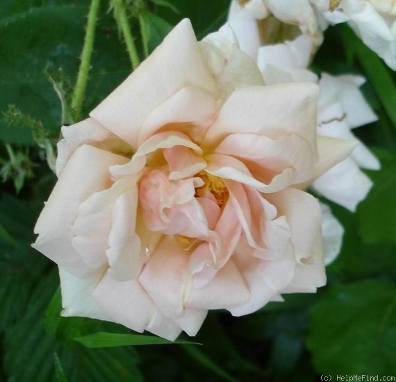 'Gabriel Noyelle' rose photo