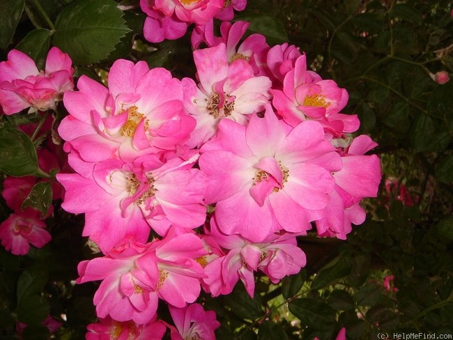 'Lyon Rambler' rose photo