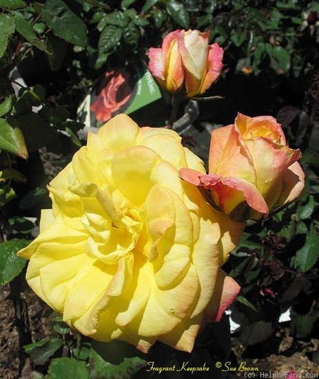 'Fragrant Keepsake ™' rose photo