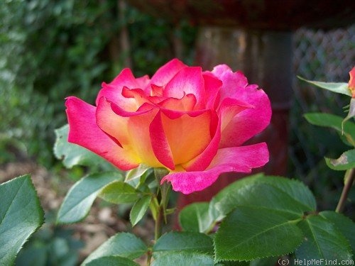 'Rainbow Sorbet ™' rose photo