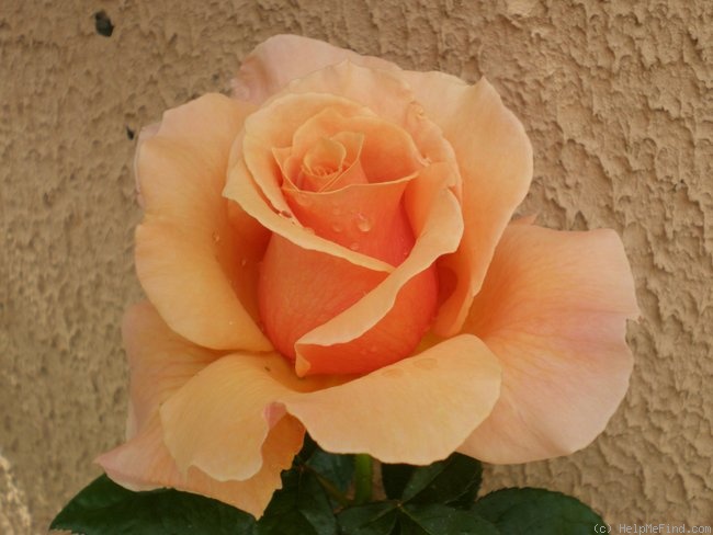 'Nancy Reagan ™ (hybrid tea, Zary 2005)' rose photo