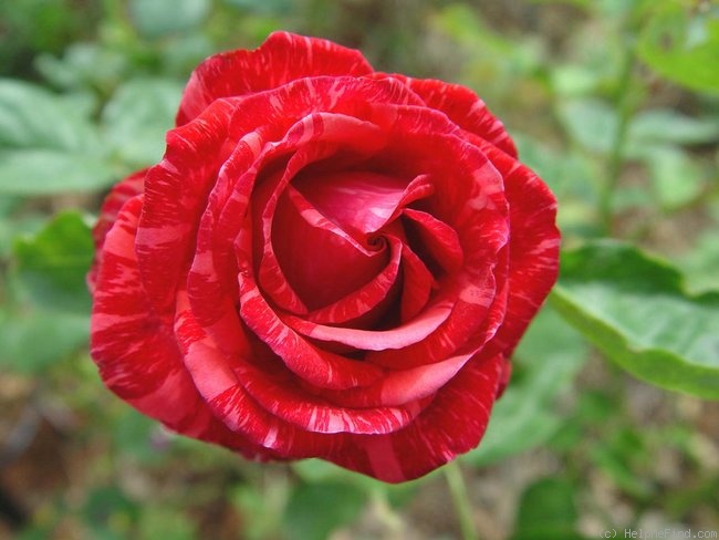 'Red Intuition' rose photo