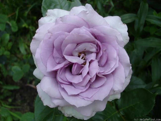 'The Scotsman™ (hybrid tea, Olesen, 2000)' rose photo