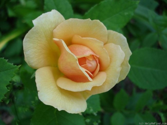'Grace ® ™ (English Rose, Austin 2001)' rose photo