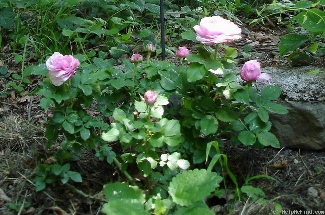 'Schön Ingeborg' rose, click to enlarge 'Schön Ingeborg' rose photo