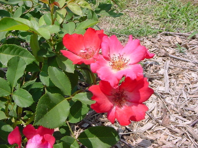'Annie Laurie ™ (floribunda, Clements, 2001)' rose photo