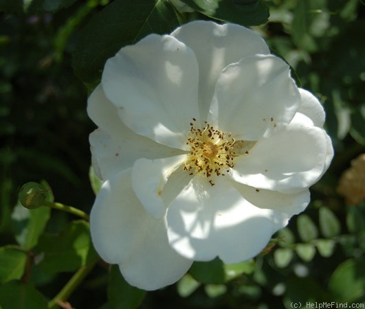 'Autumn Delight' rose photo