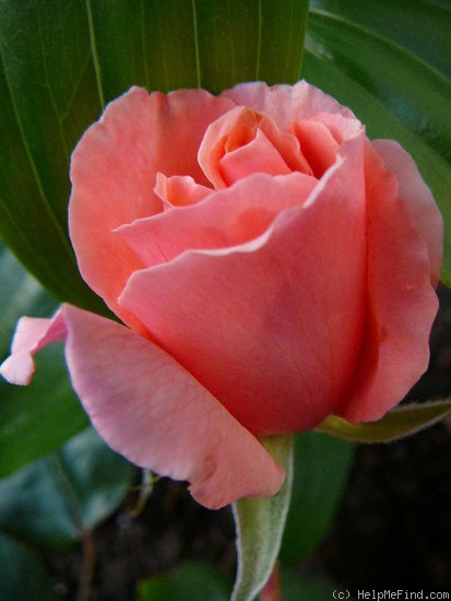 'Honeysweet' rose photo