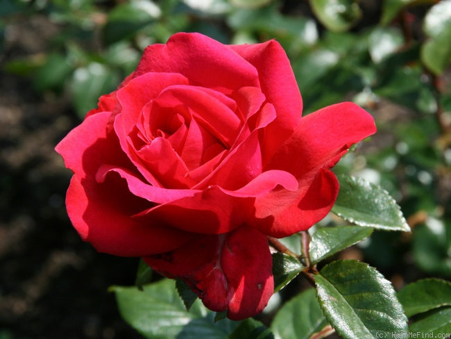 'Haydock Park' rose photo