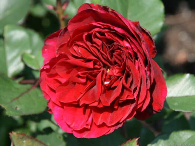 'Nadia Renaissance' rose photo