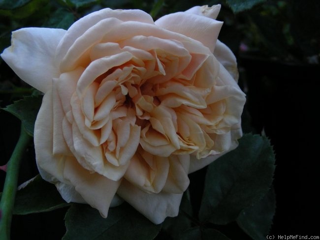 'Bouquet d'Or (noisette, Ducher, 1872)' rose photo