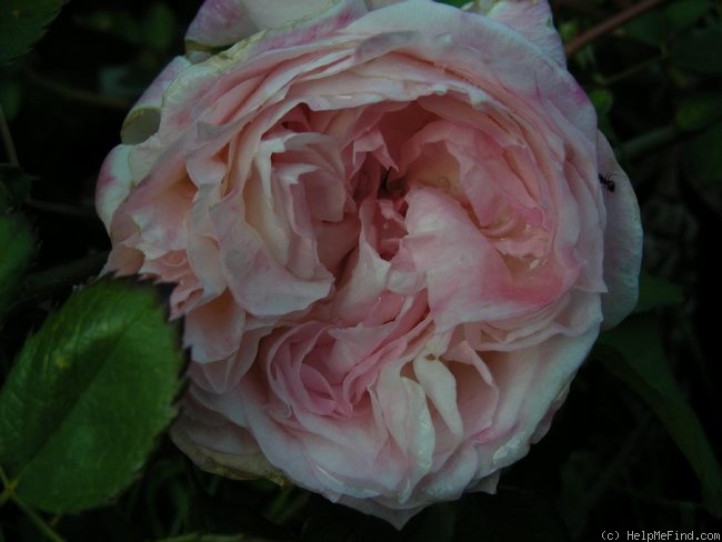 'Kisme' rose photo
