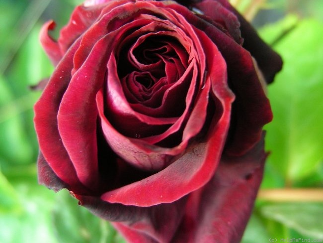 'Black Lady ®' rose photo
