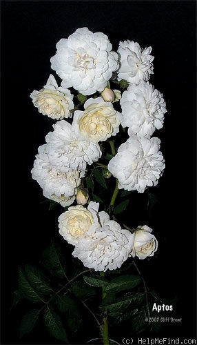 'Aptos' rose photo