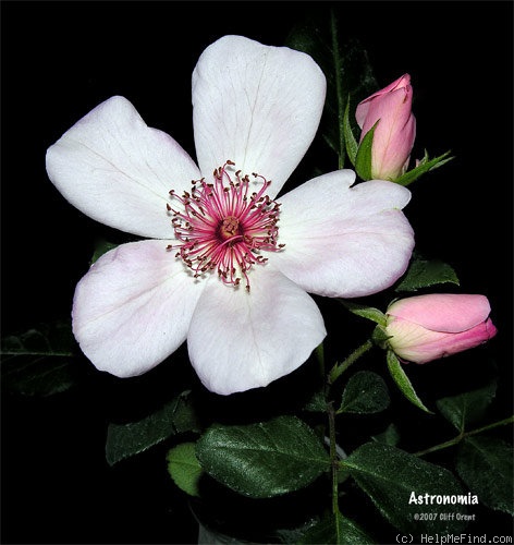 'Astronomia ®' rose photo