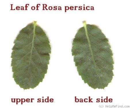 '<i>Rosa persica</i> Michx. ex Juss.' rose photo