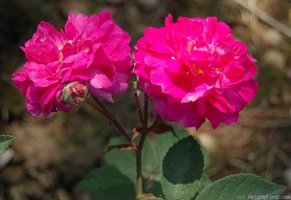 '<i>Rosa platyphylla</i> Thory' rose photo