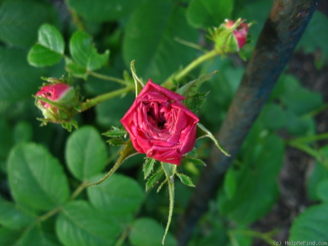 'Blush Hip' rose photo