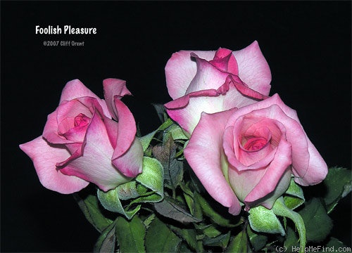 'Foolish Pleasure ™' rose photo