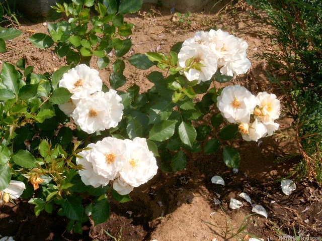 'Pas de Deux' rose photo