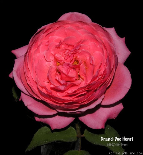 'Grand-Duc Henri' rose photo