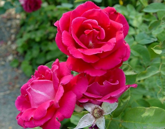 'Jacaranda' Rose