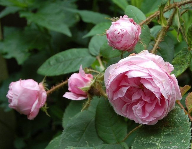 'Muscosa' rose photo