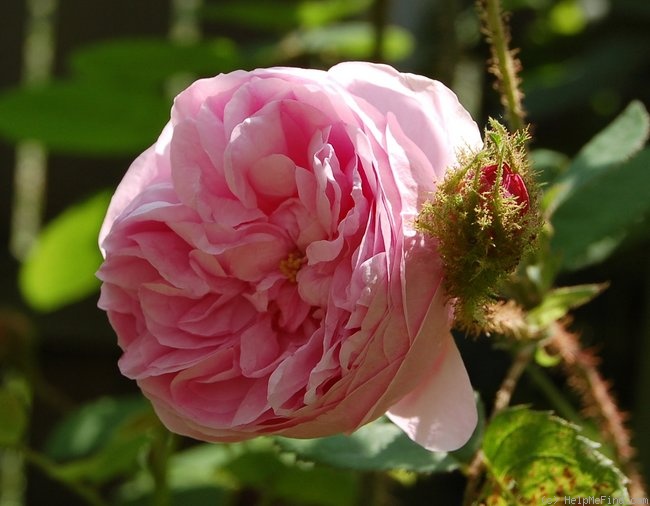 'Muscosa' rose photo