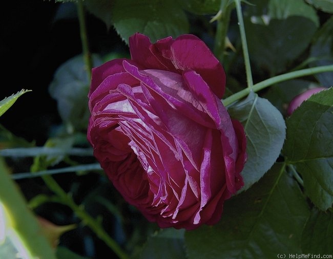 'Falstaff' rose photo