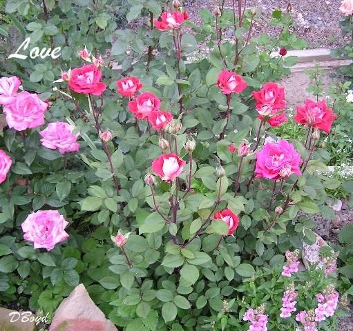 'Love (grandiflora, Warriner, 1977)' rose photo