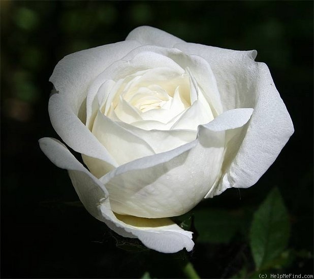 'White Blush' rose photo