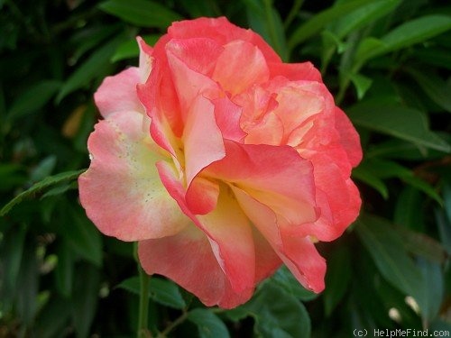 'Spectra' rose photo