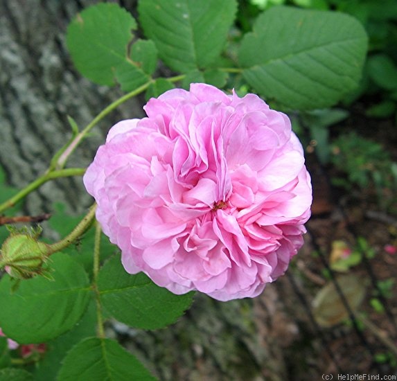'Blush Hip' rose photo