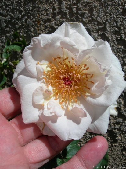 'Ganges Mist ™' rose photo