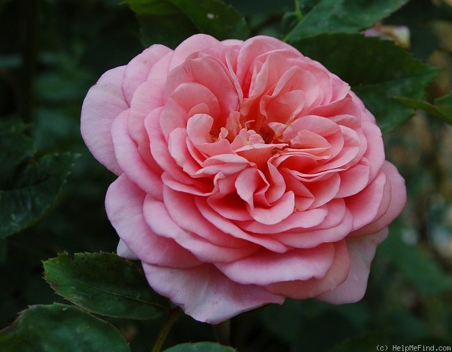'Proud Bride ®' rose photo