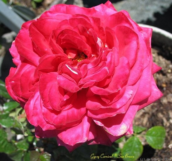 'Gypsy Carnival ™' rose photo