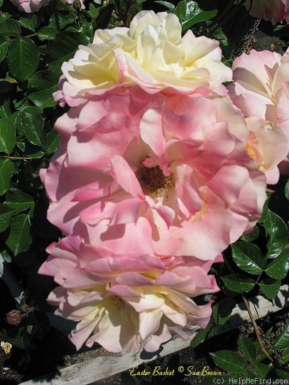 'Easter Basket' rose photo