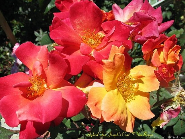 'Joseph's Coat' rose photo