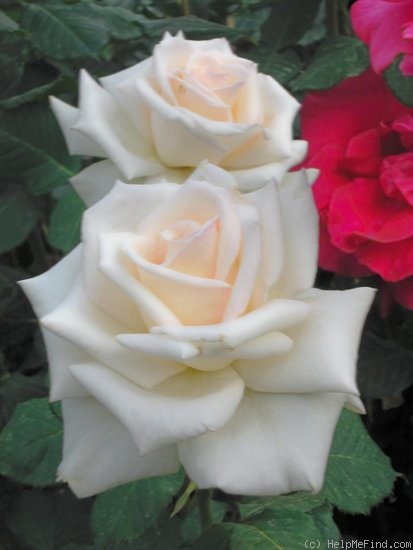 'Royal Philharmonic' rose photo